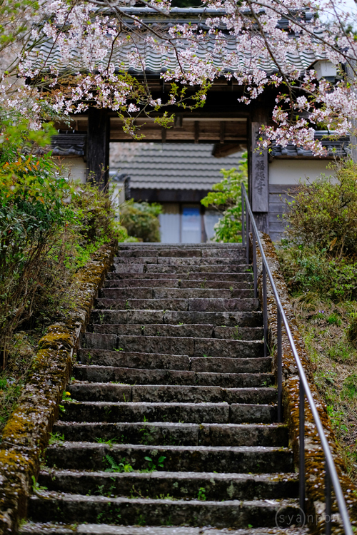 シグマ 富士フイルムXマウント用レンズ3本を使ってみました ／ 京都